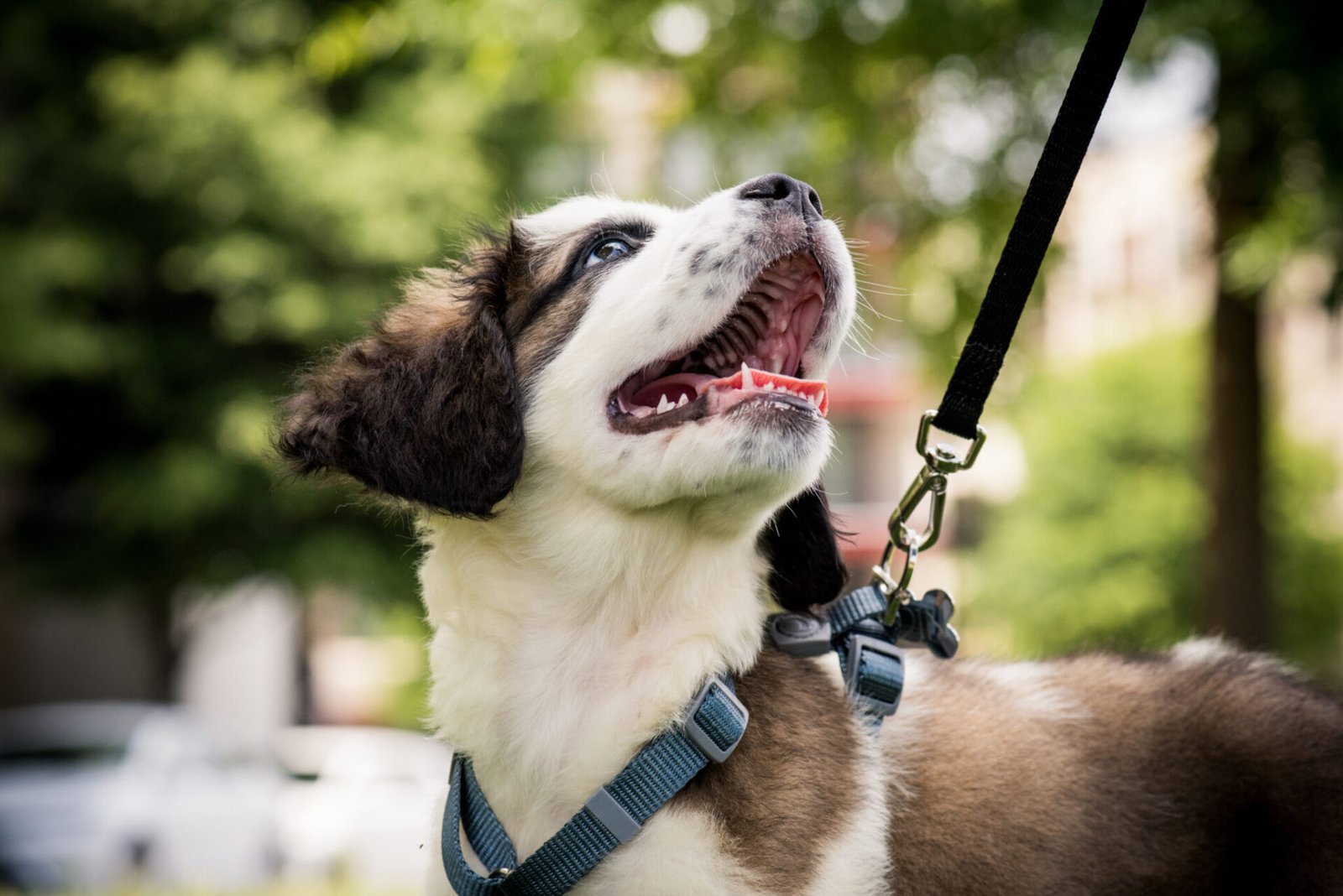 how long should a dog leash be