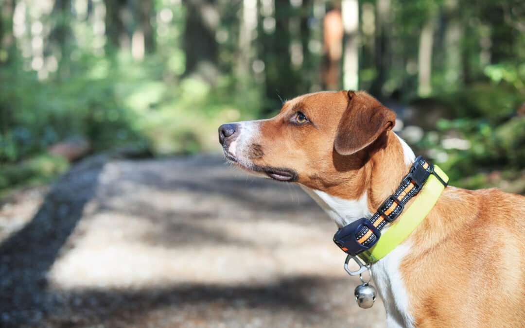 Top 10 Best Shock Collars for Big Dogs: Train Your Large Breed Effectively