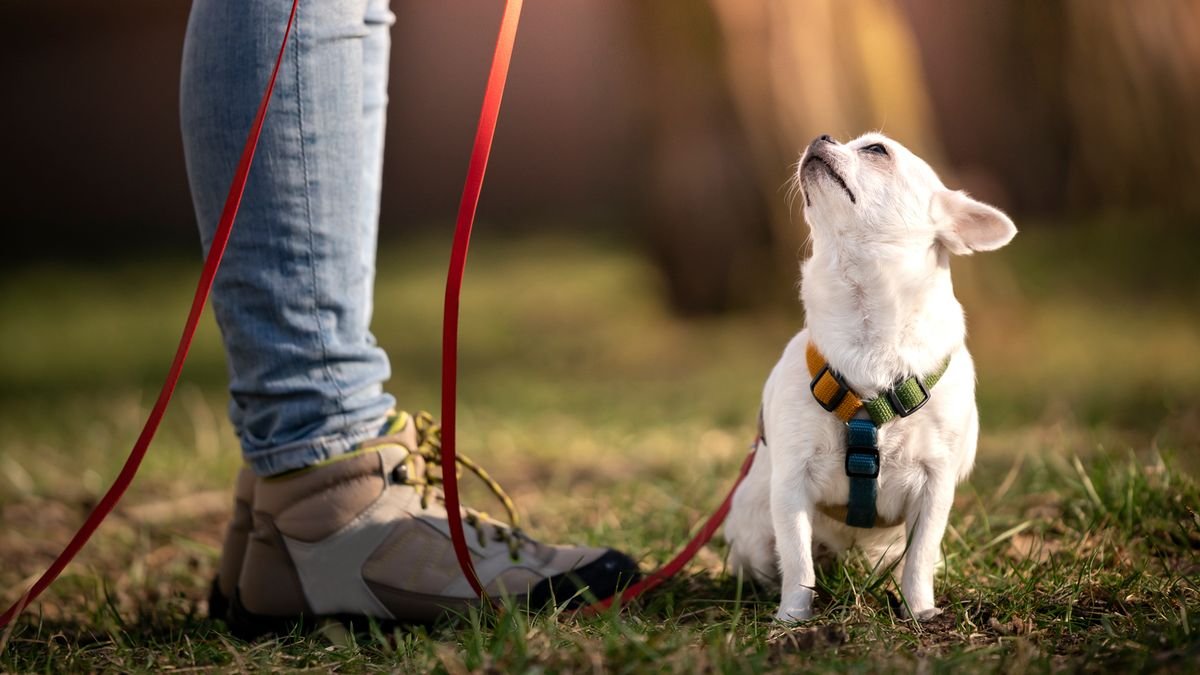 How Long Should a Dog Leash Be? A Complete Guide for Pet Owners