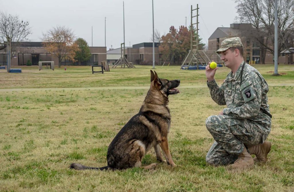 german shepherd service dog