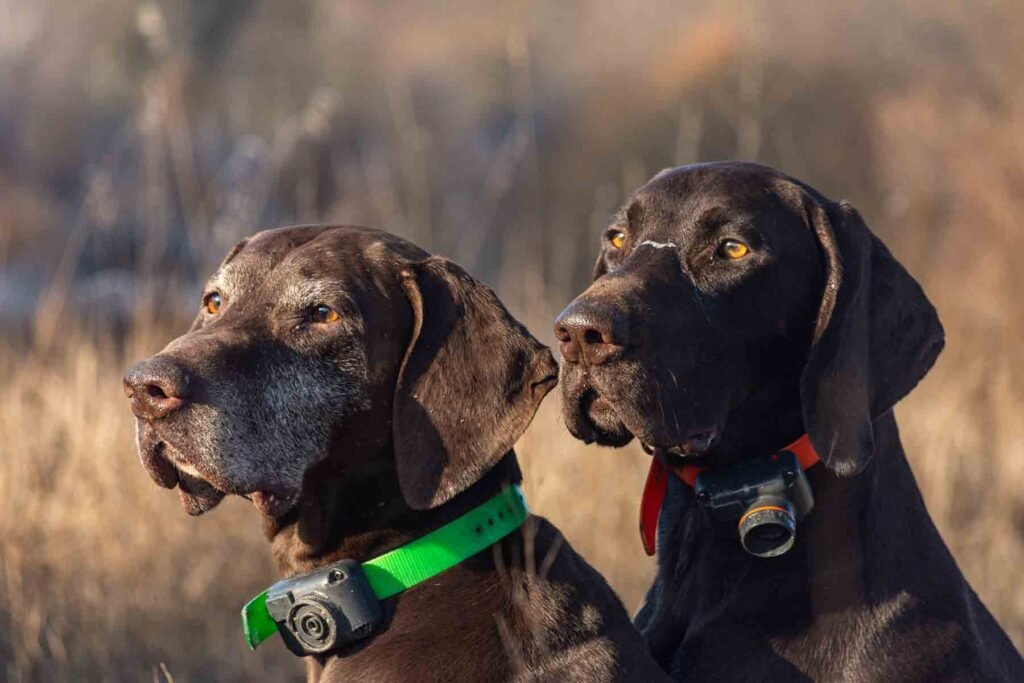 Do Dogs Like Wearing Collars