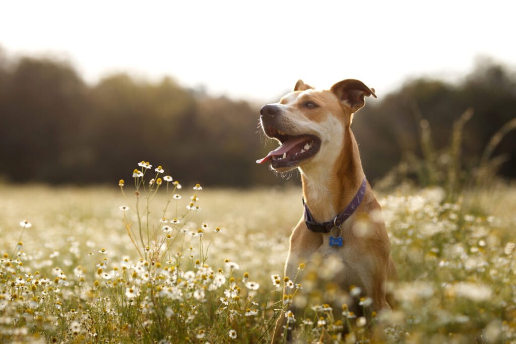 Do Dogs Like Wearing Collars