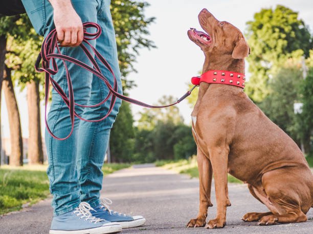 Dog Train Collars