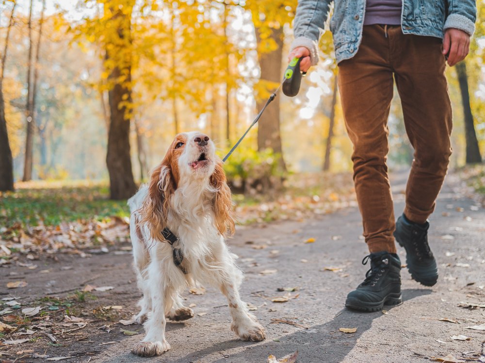 reactive dog on a walk