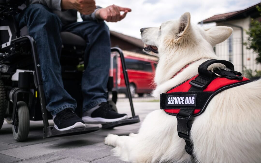 How Long Does It Take to Train a Service Dog?