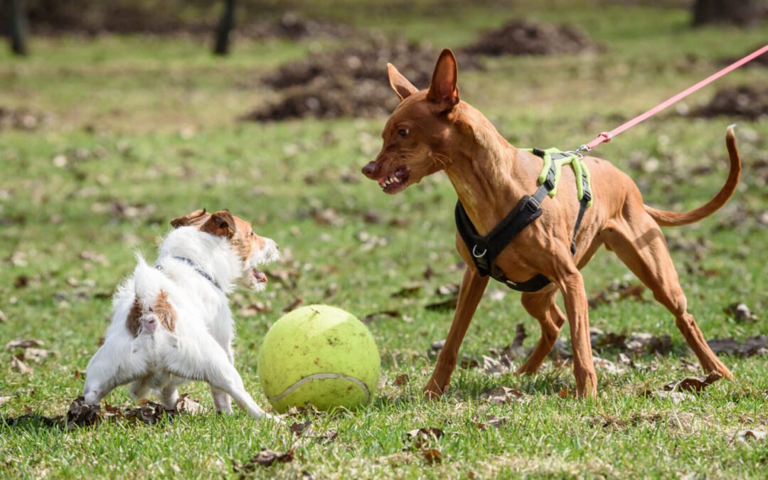 How to Calm a Reactive Dog on a Walk? 10 Best Tips