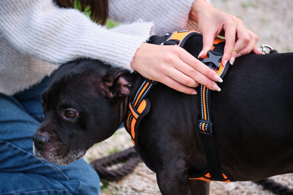 Martingale Collar for Dog