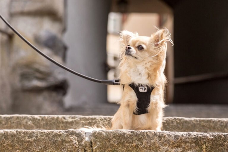 choose the best dog leash or dog lead