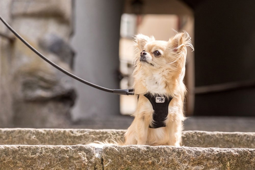 How I Choose the Best Dog Leash or Lead For My Dog?