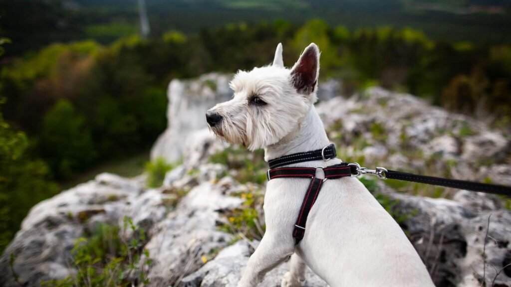 dog harness