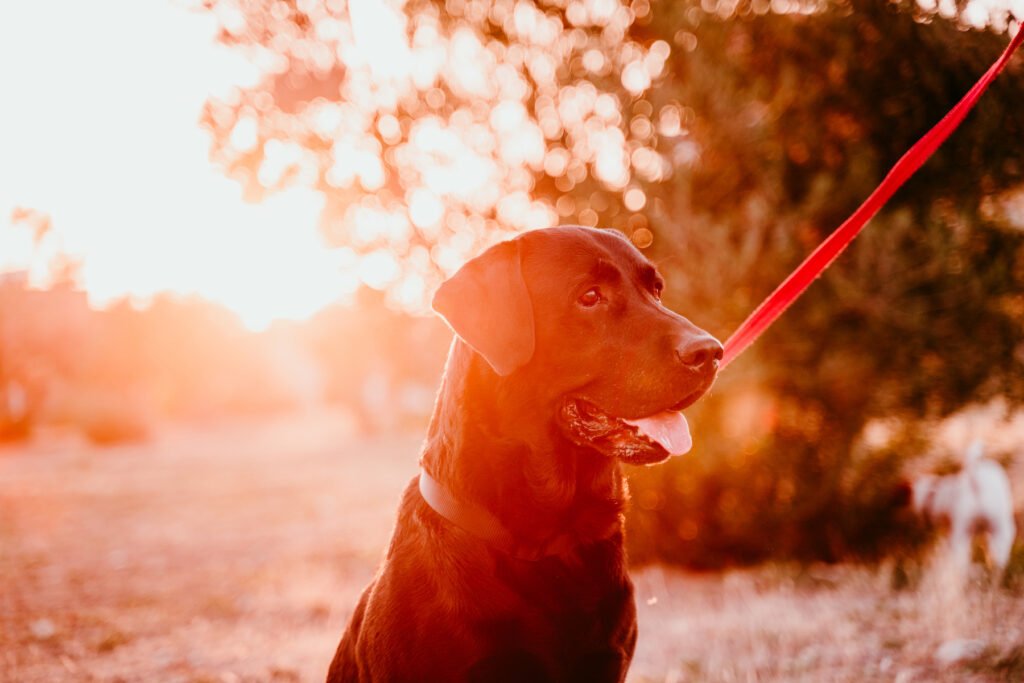 dog stressed with choke collar