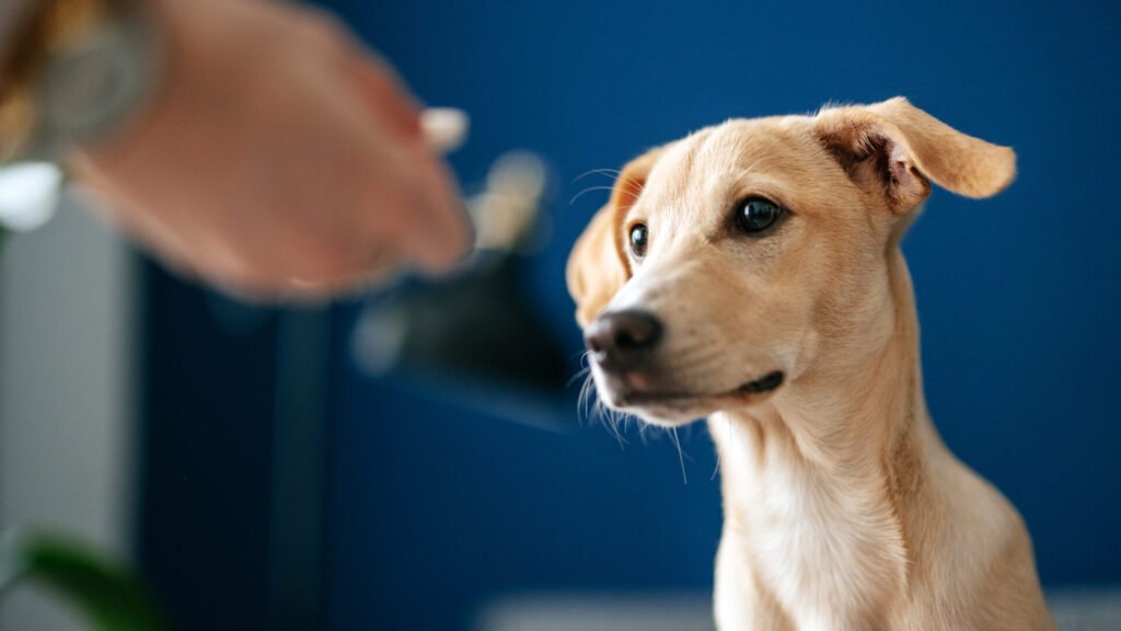 dog tablets 