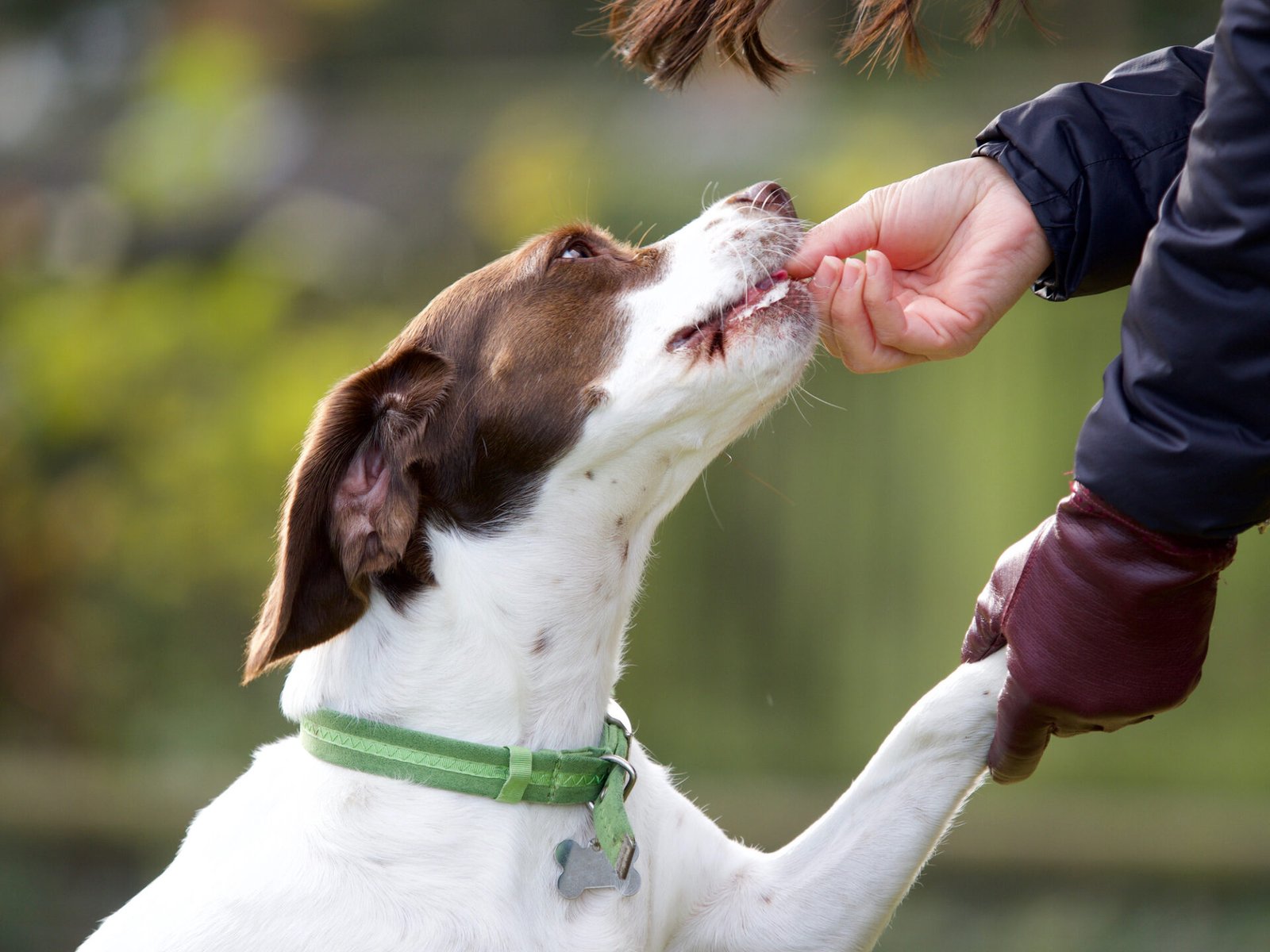 Dog trainer