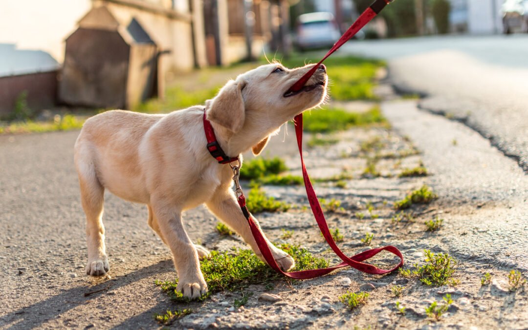 Leash Training a Puppy Who Bites the Leash