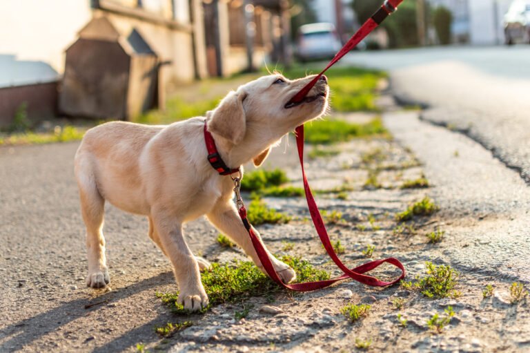 Leash Training a Puppy Who Bites the Leash