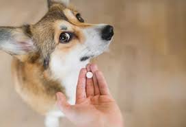 Do Dogs Need Worming Tablets Every Month? Plans or  Benefits