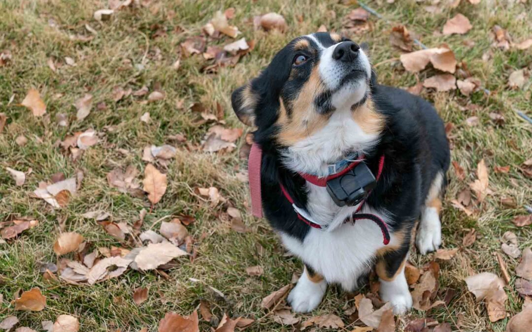 best wireless dog fence for small dogs