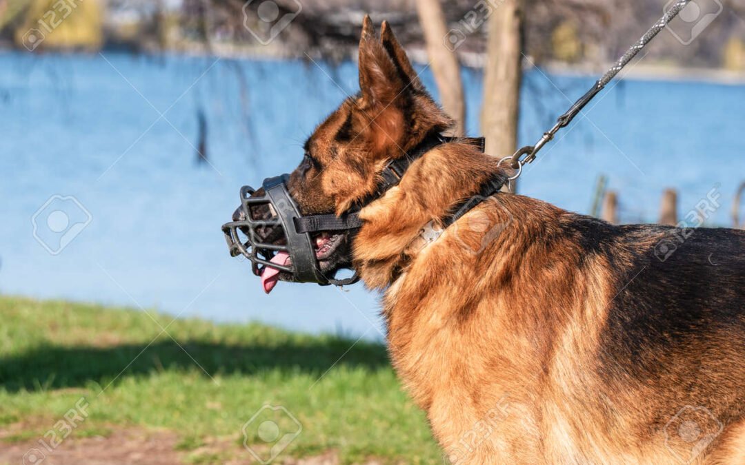 best dog collar for german shepherds