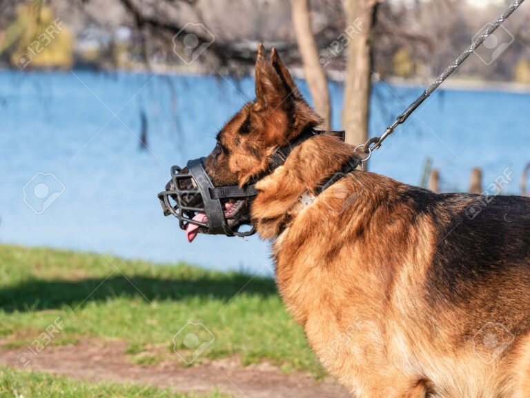 best dog collar for german shepherds