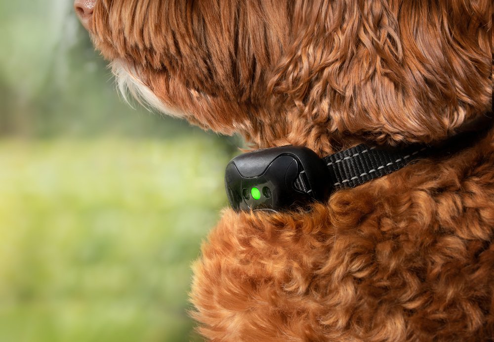 best training collar for stubborn dogs​