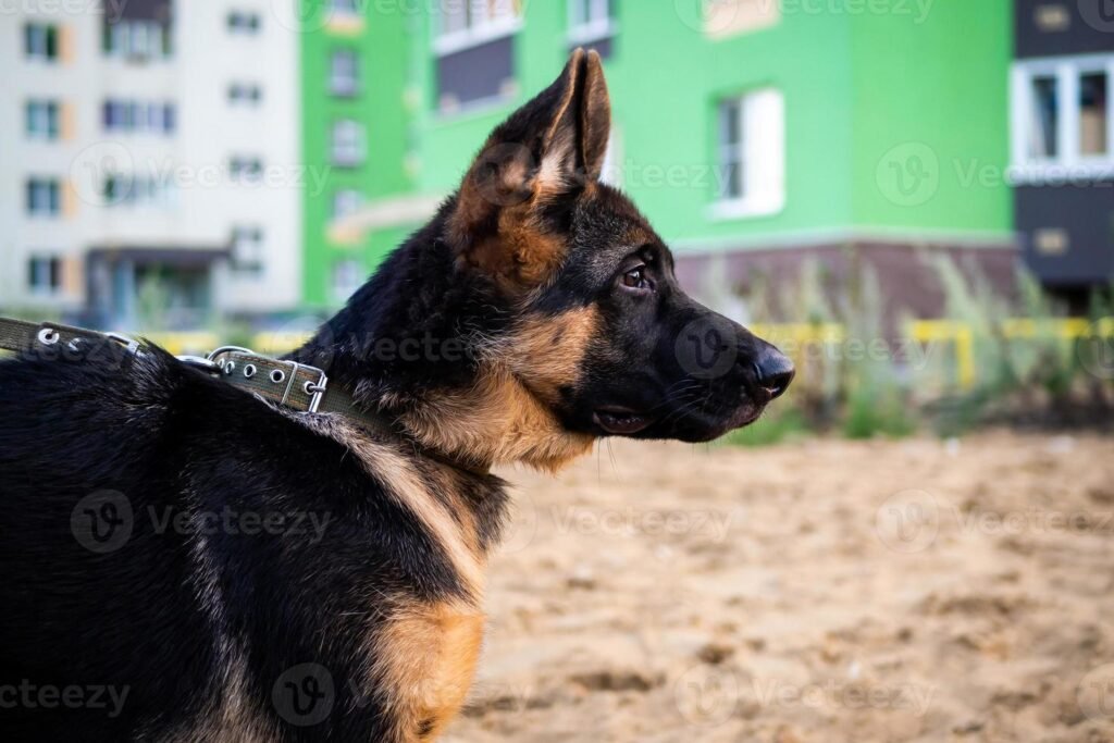 german shepherd